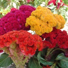 【室內(nèi)花圃】最新最全室內(nèi)花圃 產(chǎn)品參考信息