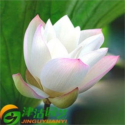 花卉種子價格,價格查詢,花卉種子怎么樣 51比購返利網(wǎng)花卉種子比價