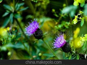 地被花卉種子供應商,價格,地被花卉種子批發(fā)市場 