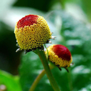 種子 花卉種子 觀花植物 金紐扣種子 桂圓菊種子 花園種植 約30粒