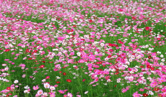 波斯菊花卉種子報價 廠家