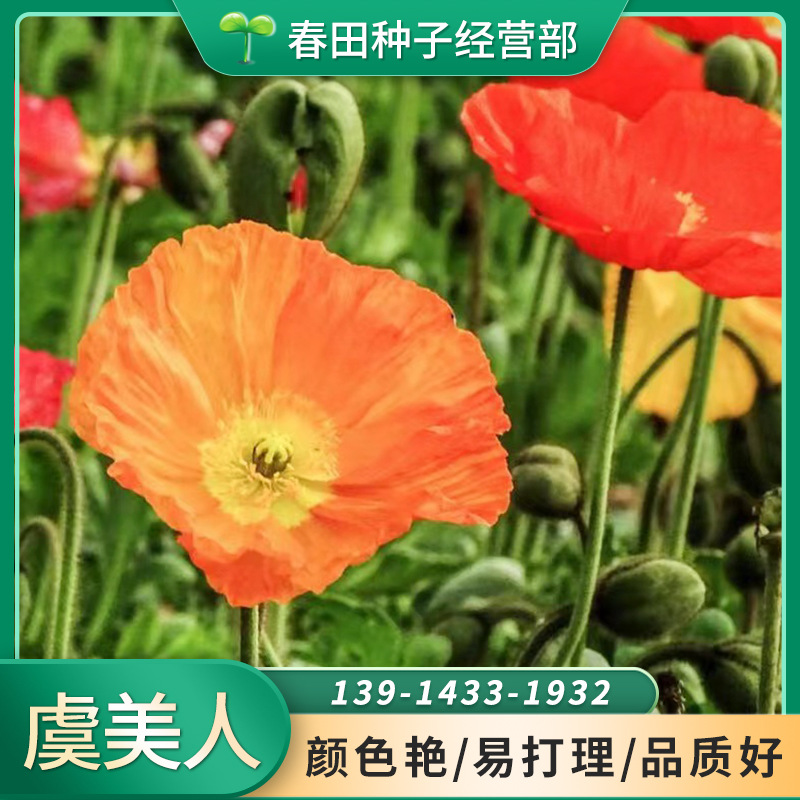 虞美人種子花草種子花卉種子盆栽園林綠化花海花種子花種籽批發(fā)