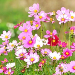 波斯菊菊花種子