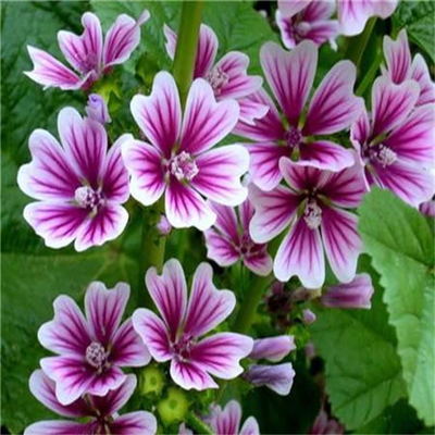 錦葵種子 景逸種業(yè) 花卉種子多多