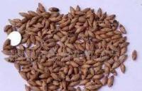 當(dāng)年花卉種子 桂花種子[供應(yīng)]_世界工廠網(wǎng)中國(guó)產(chǎn)品信息庫(kù)