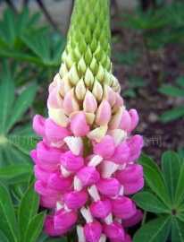 供應(yīng)羽扇豆花卉種子價(jià)格_供應(yīng)羽扇豆花卉種子廠家_世界工廠網(wǎng)產(chǎn)品信息庫(kù)