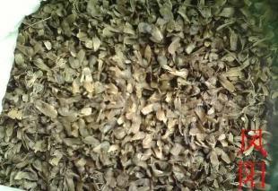 花卉種子[鳳陽(yáng),非洲菊,灑金柏]_世界工廠網(wǎng)中國(guó)產(chǎn)品信息庫(kù)