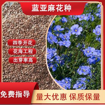庭院陽(yáng)臺(tái)多年生藍(lán)亞麻花籽盆栽花卉種子生態(tài)景觀花海工程用草花種