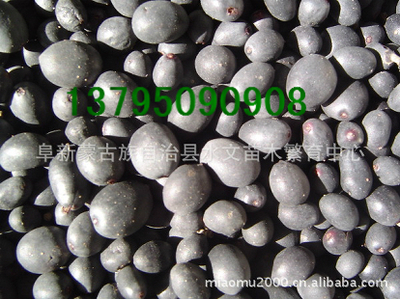 水臘種子,苗木種子、林木種子、花卉種子_農(nóng)副產(chǎn)品_世界工廠網(wǎng)