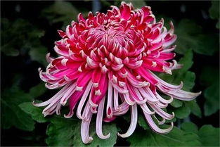 2019年農(nóng)村種植哪些花卉最賺錢 這4種花卉可能比較賺錢