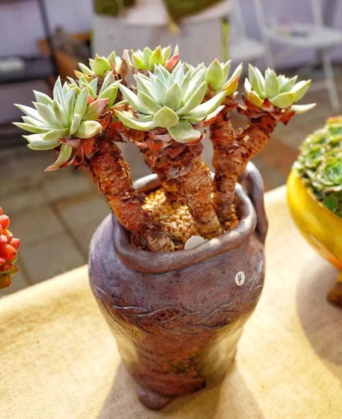 上海 萬(wàn)象多肉花卉展 隨拍,這些多肉可能入眼