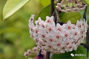 去年初夏陽(yáng)臺(tái)上種的球蘭開著花爬到了鄰居家,今年鄰居也種上了它