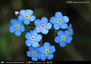 這是什么花 如果自己種的話要多長(zhǎng)時(shí)間才能有這個(gè)現(xiàn)狀 求解