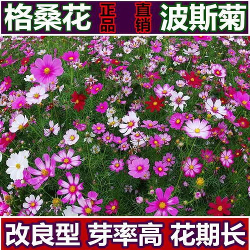 波斯菊花種子格?；ò偃詹菟募鹃_花易活花籽庭院室外花卉陽(yáng)臺(tái)室內(nèi)