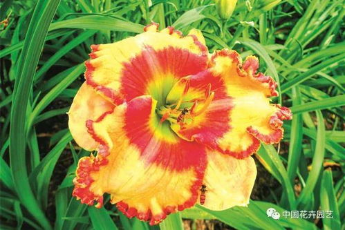 上海應(yīng)用技術(shù)大學(xué)國(guó)家萱草種質(zhì)資源庫(kù) 囊括現(xiàn)代萱草類型 突出資源多樣性 國(guó)家花卉種質(zhì)資源庫(kù) 專題