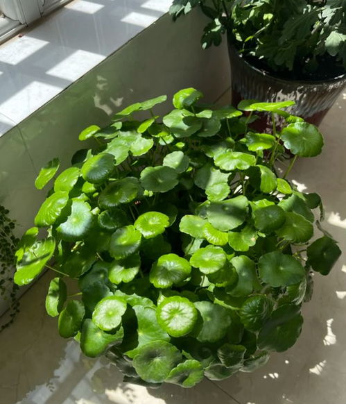 7種 養(yǎng)不死 的懶人花,30天不澆水也不會(huì)死,輕松開花爆盆