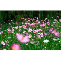 昆明鮮花種子,景江園林綠化,昆明鮮花種子銷售