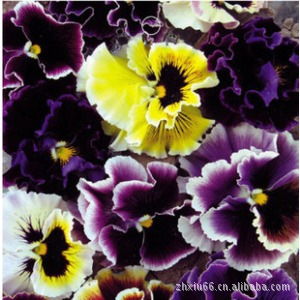 原裝花卉種子波浪三色堇種子株高15cm春 秋 冬播 30粒