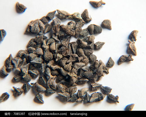 花卉種子藍薊種子高清圖片下載 紅動網(wǎng)