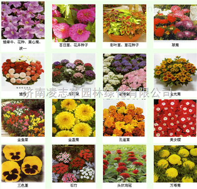 草種:牧草高羊茅早熟禾黑麥草三葉草狗牙根結(jié)縷草墨西哥玉米苜蓿剪股穎收獲機