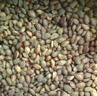 【浙江省連翹價格 藤本月季批發(fā)價格】價格,廠家,花卉種子、種苗-搜了網(wǎng)