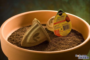 創(chuàng)意花卉種子包裝設(shè)計