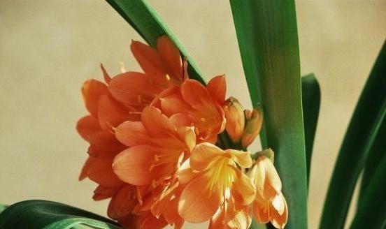 君子蘭的維護技巧和注意事項,及其改善葉子變黃的方法