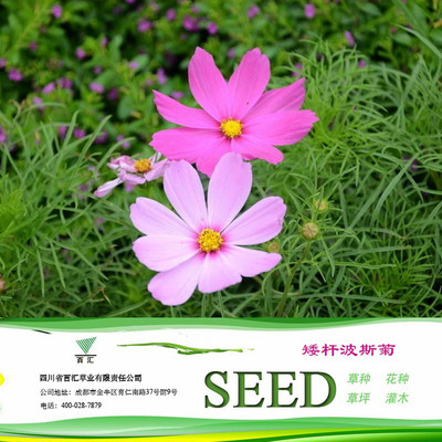 四川花卉種子 成都花卉種子 矮桿波斯菊種子 批發(fā)零售