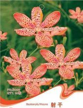 【射干種子】最新最全射干種子 產(chǎn)品參考信息