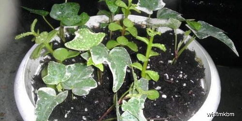 最適合扦插的5種花卉植物,好養(yǎng)如綠蘿,錯過還要再等一年