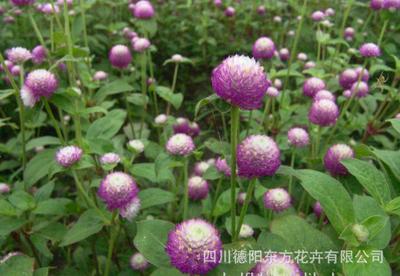 【千日紅種子 千日紅種子 植物盆栽花卉種子 園林花卉種子】價格_廠家_圖片 -