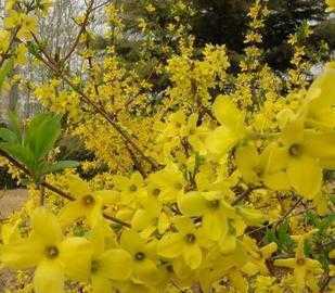 連翹-連翹-連翹-花卉苗木-綠化花木-種子_農(nóng)副產(chǎn)品_世界工廠網(wǎng)中國產(chǎn)品信息庫