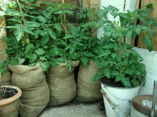 16種常見的家庭用品用來養(yǎng)花的好處,讓植物花卉長得更好