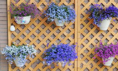 六倍利種孑盆栽花種子籽室內(nèi)花卉植物室外觀賞樹芳香香草植物種子