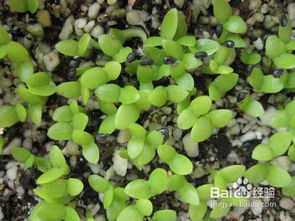 促進(jìn)花卉種子快速發(fā)芽的方法