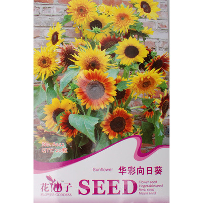 陽臺盆栽花仙子向日葵種子庭院花卉種子 玩具熊向日葵可大量批發(fā) _一淘網(wǎng)