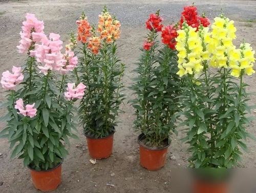 這7種 嬌貴花 ,5月不能曬,不然葉子全耷拉,容易曬死一大片