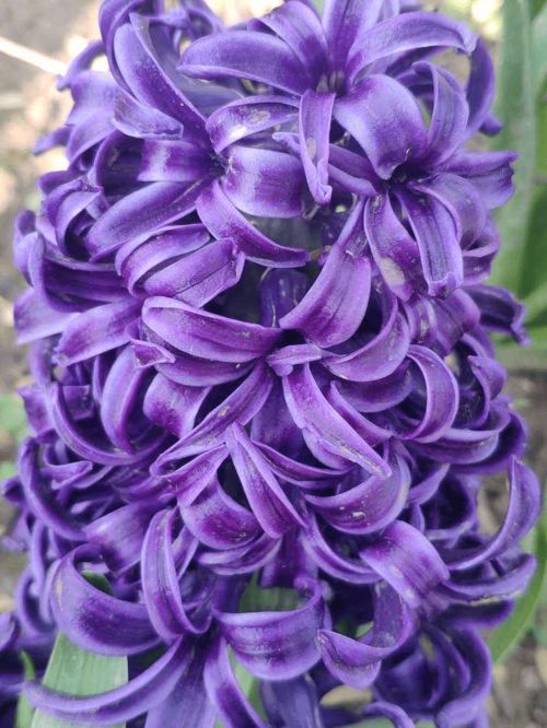 一個 洋蔥頭 埋土里,一個月就開花,滿屋子是香味