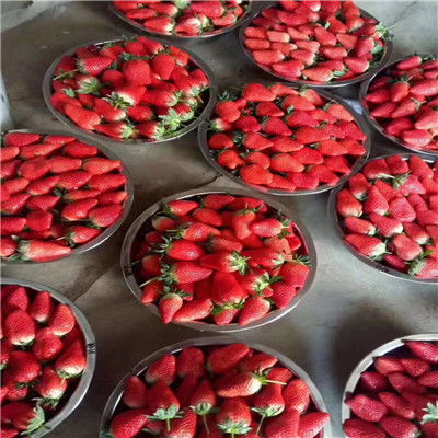 推出白雪公主草莓苗 白雪公主草莓苗技術(shù)資料