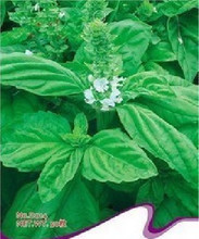 【羅勒葉種子】最新最全羅勒葉種子 產(chǎn)品參考信息