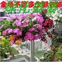 【名貴花種】_綠植園藝價(jià)格_最新最全綠植園藝返利優(yōu)惠_一淘網(wǎng)