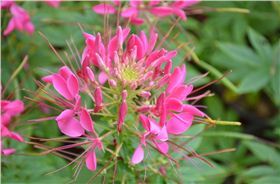 醉蝶花|花卉種子|一二年生花卉|花啦啦花卉種業(yè)第一品牌