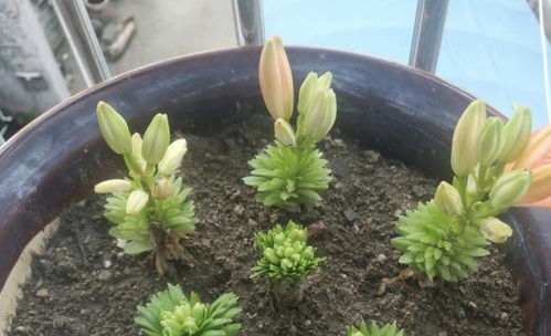 1種百合花,埋土里7天發(fā)芽,40天就開花,株型矮小 花朵稠密