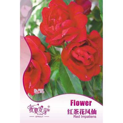 【我要發(fā)芽園藝休閑旗艦店】我要發(fā)芽 花卉種子 紅茶花鳳仙花種子 指甲花 大花重瓣 適于花壇 花徑 花境 自然種植和盆栽 25粒/包 -蘇寧易購