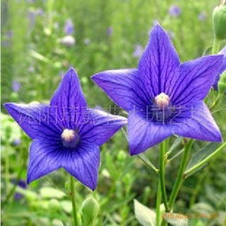 原裝正品花卉種子.桔梗種子.