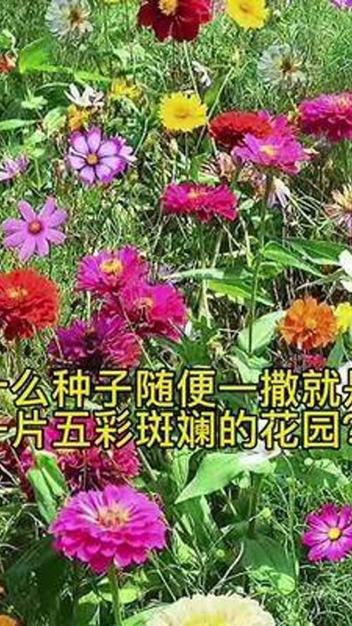 野花組合可以開成五顏六色的花海,50種花卉種子,花期從春天開到秋天