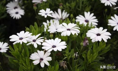 常用草本花卉種子的播種及養(yǎng)護(hù)管理