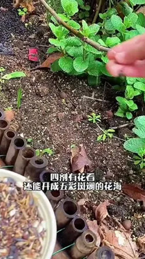 花色多,播種簡單,耐旱又耐寒,開完花還會(huì)結(jié)種子 矢車菊 養(yǎng)花人的樂趣