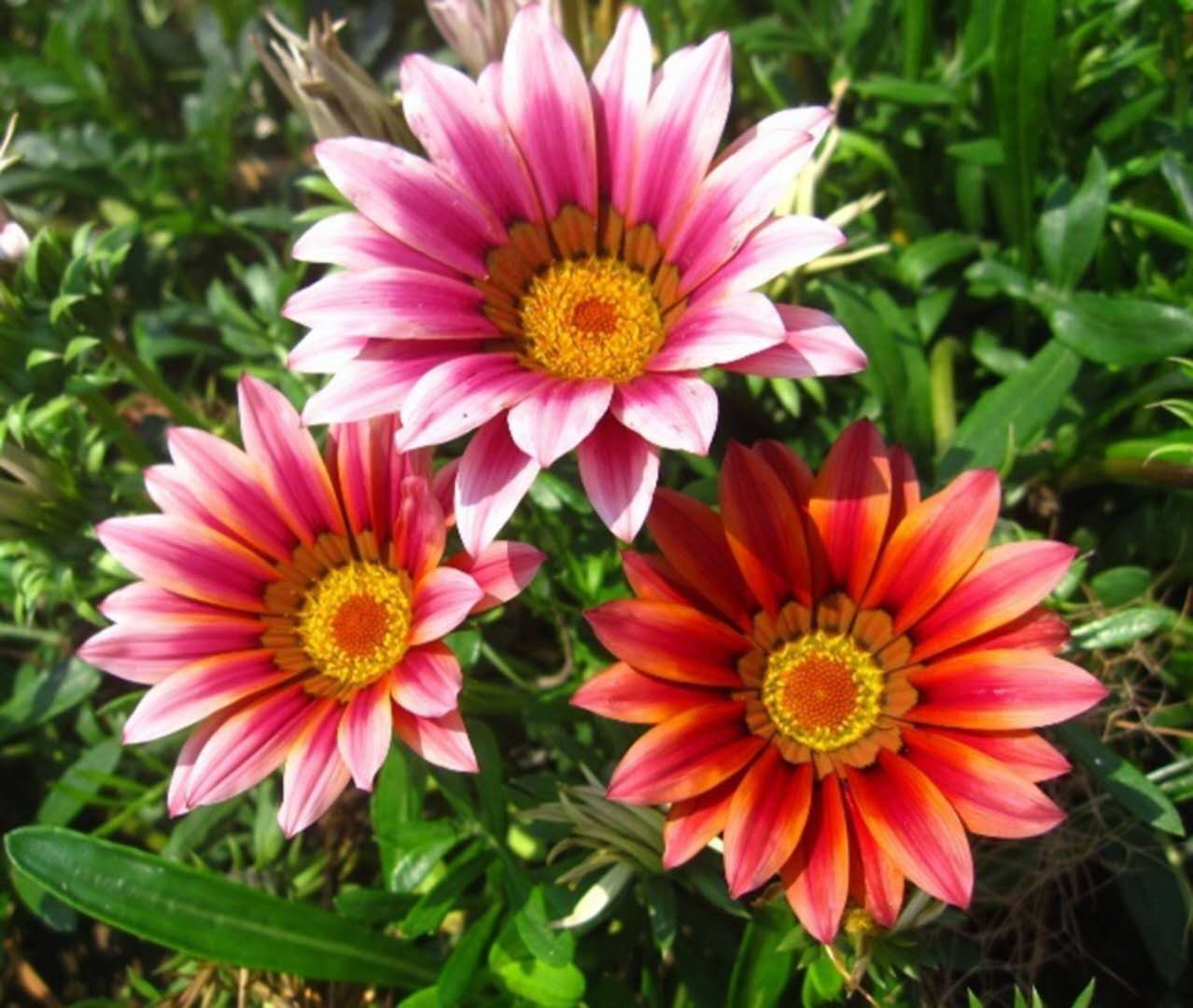 草本花卉種子 勛章菊種子 勛章花 觀賞植物 園藝花卉 直銷-酒泉康達(dá)農(nóng)副產(chǎn)品專業(yè)合作社