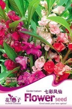 【七彩鳳仙花種子】最新最全七彩鳳仙花種子 產(chǎn)品參考信息